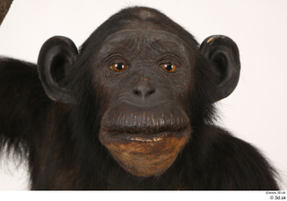  Chimpanzee Bonobo head 0001.jpg